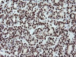 Invitrogen FATE1 Monoclonal Antibody (OTI1A1) 100 &mu;L; Unconjugated:Antibodies,