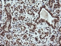 Invitrogen FATE1 Monoclonal Antibody (OTI1A1) 100 &mu;L; Unconjugated:Antibodies,