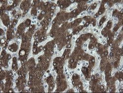 Invitrogen FATE1 Monoclonal Antibody (OTI1A1) 100 &mu;L; Unconjugated:Antibodies,