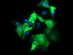 Invitrogen FATE1 Monoclonal Antibody (OTI6F10) 100 &mu;L; Unconjugated:Antibodies,