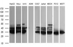 Invitrogen FATE1 Monoclonal Antibody (OTI6F10) 100 &mu;L; Unconjugated:Antibodies,