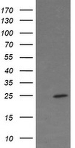 Invitrogen FATE1 Monoclonal Antibody (OTI6F10) 100 &mu;L; Unconjugated:Antibodies,