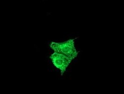 Invitrogen FATE1 Monoclonal Antibody (OTI6A11) 100 &mu;L; Unconjugated:Antibodies,