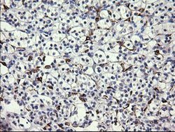 Invitrogen FATE1 Monoclonal Antibody (OTI6A11) 100 &mu;L; Unconjugated:Antibodies,