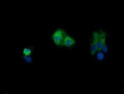 Invitrogen PIK3CG Monoclonal Antibody (OTI6H5) 100 &mu;L; Unconjugated:Antibodies,