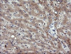 Invitrogen PIK3CG Monoclonal Antibody (OTI6H5) 100 &mu;L; Unconjugated:Antibodies,
