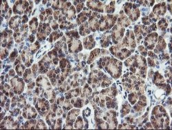 Invitrogen PIK3CG Monoclonal Antibody (OTI6H5) 100 &mu;L; Unconjugated:Antibodies,