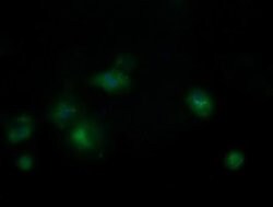 Invitrogen MRPS34 Monoclonal Antibody (OTI4C9) 100 &mu;L; Unconjugated:Antibodies,
