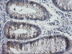 Invitrogen MRPS34 Monoclonal Antibody (OTI4C9) 100 &mu;L; Unconjugated:Antibodies,