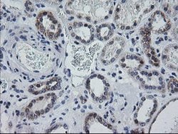 Invitrogen MRPS34 Monoclonal Antibody (OTI4C9) 100 &mu;L; Unconjugated:Antibodies,