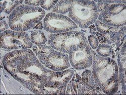 Invitrogen MRPS34 Monoclonal Antibody (OTI4C9) 100 &mu;L; Unconjugated:Antibodies,