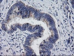 Invitrogen MRPS34 Monoclonal Antibody (OTI4C9) 100 &mu;L; Unconjugated:Antibodies,
