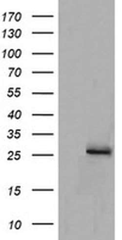 Invitrogen MRPS34 Monoclonal Antibody (OTI4C9) 100 &mu;L; Unconjugated:Antibodies,