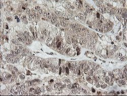 Invitrogen HCFC2 Monoclonal Antibody (OTI5H9) 100 &mu;L; Unconjugated:Antibodies,