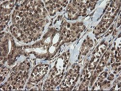 Invitrogen HCFC2 Monoclonal Antibody (OTI5H9) 100 &mu;L; Unconjugated:Antibodies,