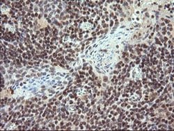 Invitrogen TRIM22 Monoclonal Antibody (OTI1D3) 100 &mu;L; Unconjugated:Antibodies,