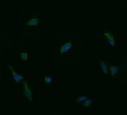 Invitrogen UBE2G2 Monoclonal Antibody (OTI1G10) 100 &mu;L; Unconjugated:Antibodies,