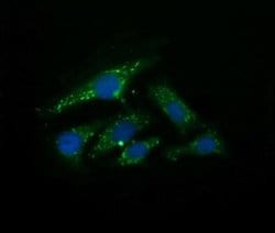 Invitrogen UBE2G2 Monoclonal Antibody (OTI4D6) 100 &mu;L; Unconjugated:Antibodies,