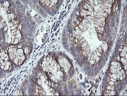 Invitrogen UBE2G2 Monoclonal Antibody (OTI4D6) 100 &mu;L; Unconjugated:Antibodies,