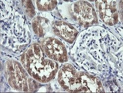 Invitrogen UBE2G2 Monoclonal Antibody (OTI4D6) 100 &mu;L; Unconjugated:Antibodies,