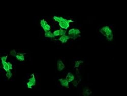 Invitrogen RAB37 Monoclonal Antibody (OTI2F1) 100 &mu;L; Unconjugated:Antibodies,