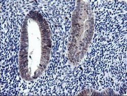 Invitrogen RAB37 Monoclonal Antibody (OTI2F1) 100 &mu;L; Unconjugated:Antibodies,