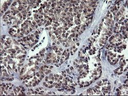 Invitrogen RAB37 Monoclonal Antibody (OTI2F1) 100 &mu;L; Unconjugated:Antibodies,