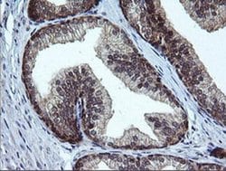 Invitrogen RAB37 Monoclonal Antibody (OTI2F1) 100 &mu;L; Unconjugated:Antibodies,