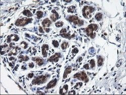 Invitrogen RAB37 Monoclonal Antibody (OTI2F1) 100 &mu;L; Unconjugated:Antibodies,