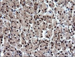 Invitrogen RAB37 Monoclonal Antibody (OTI2F1) 100 &mu;L; Unconjugated:Antibodies,