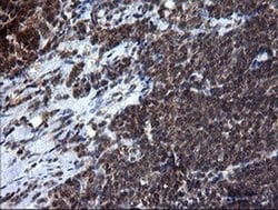 Invitrogen RAB37 Monoclonal Antibody (OTI2F1) 100 &mu;L; Unconjugated:Antibodies,