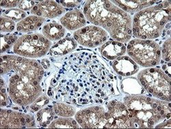 Invitrogen RAB37 Monoclonal Antibody (OTI2F1) 100 &mu;L; Unconjugated:Antibodies,