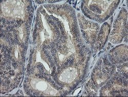 Invitrogen RAB30 Monoclonal Antibody (OTI1B2) 100 &mu;L; Unconjugated:Antibodies,