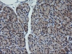 Invitrogen RAB30 Monoclonal Antibody (OTI1B2) 100 &mu;L; Unconjugated:Antibodies,