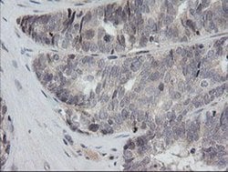 Invitrogen RAB30 Monoclonal Antibody (OTI1B2) 100 &mu;L; Unconjugated:Antibodies,