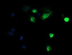 Invitrogen DEF6 Monoclonal Antibody (OTI1E3) 100 &mu;L; Unconjugated:Antibodies,