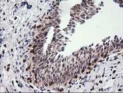 Invitrogen DEF6 Monoclonal Antibody (OTI1E3) 100 &mu;L; Unconjugated:Antibodies,