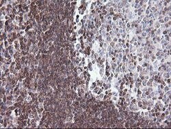 Invitrogen DEF6 Monoclonal Antibody (OTI1E3) 100 &mu;L; Unconjugated:Antibodies,