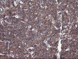 Invitrogen DEF6 Monoclonal Antibody (OTI1E3) 100 &mu;L; Unconjugated:Antibodies,