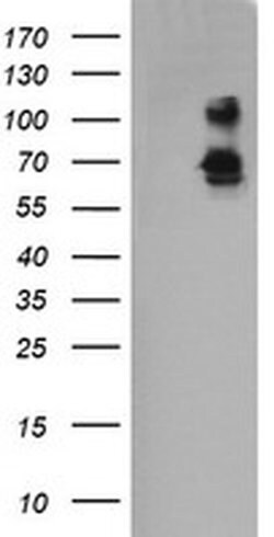 Invitrogen DEF6 Monoclonal Antibody (OTI1E3) 100 &mu;L; Unconjugated:Antibodies,