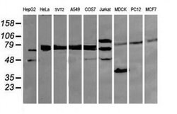 Invitrogen DEF6 Monoclonal Antibody (OTI1E3) 100 &mu;L; Unconjugated:Antibodies,