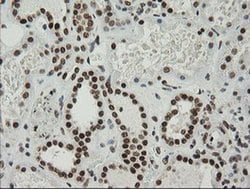 Invitrogen ZNF447 Monoclonal Antibody (OTI2H7) 100 &mu;L; Unconjugated:Antibodies,