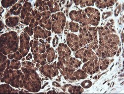 Invitrogen CESK1 Monoclonal Antibody (OTI4B10) 100 &mu;L; Unconjugated:Antibodies,