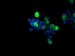 Invitrogen RAB37 Monoclonal Antibody (OTI2D1) 100 &mu;L; Unconjugated:Antibodies,