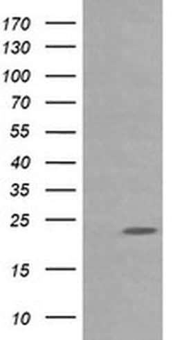 Invitrogen RAB30 Monoclonal Antibody (OTI3F4) 100 &mu;L; Unconjugated:Antibodies,