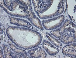 Invitrogen RAB30 Monoclonal Antibody (OTI3E7) 100 &mu;L; Unconjugated:Antibodies,
