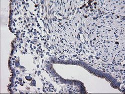 Invitrogen RAB30 Monoclonal Antibody (OTI3E7) 100 &mu;L; Unconjugated:Antibodies,