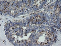 Invitrogen RAB30 Monoclonal Antibody (OTI3E7) 100 &mu;L; Unconjugated:Antibodies,