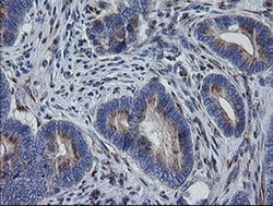 Invitrogen RAB30 Monoclonal Antibody (OTI3E7) 100 &mu;L; Unconjugated:Antibodies,