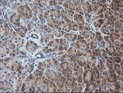 Invitrogen RAB30 Monoclonal Antibody (OTI3E7) 100 &mu;L; Unconjugated:Antibodies,